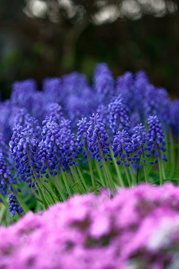 Conseils jardinage de février - Muscaris